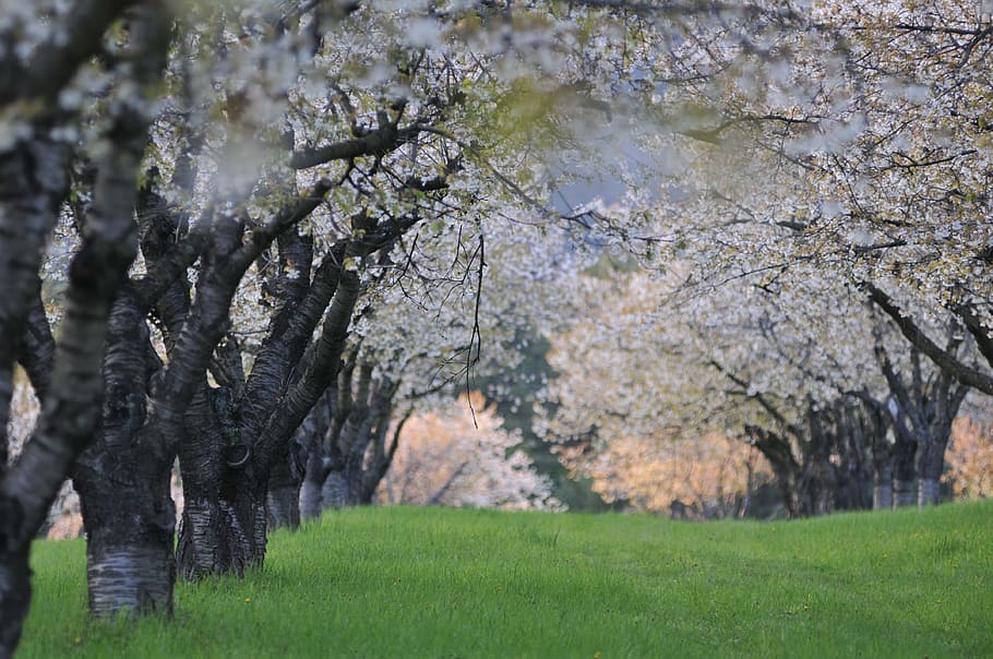 Tree, Spring, Flower, čerešna, flowers, country, white flowers HD wallpaper