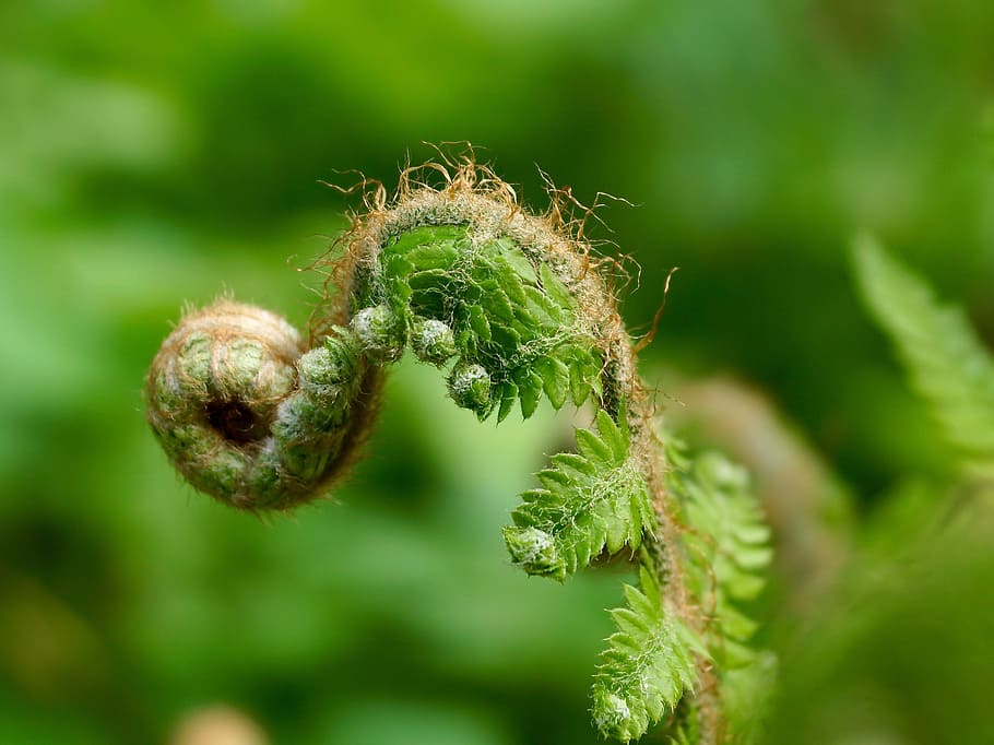 Fiddlehead 1080P, 2K, 4K, 5K HD wallpapers free download | Wallpaper Flare