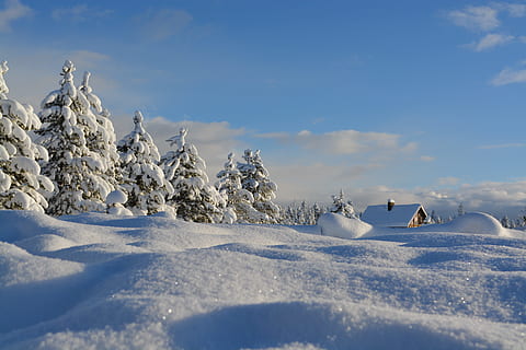 close up of a snow field near pine trees and house, cold, winter HD wallpaper