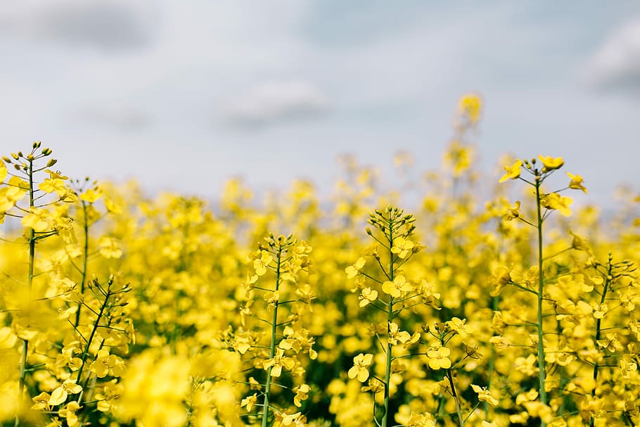 Rape field on a sunny day, summer, flower, yellow, background, HD wallpaper