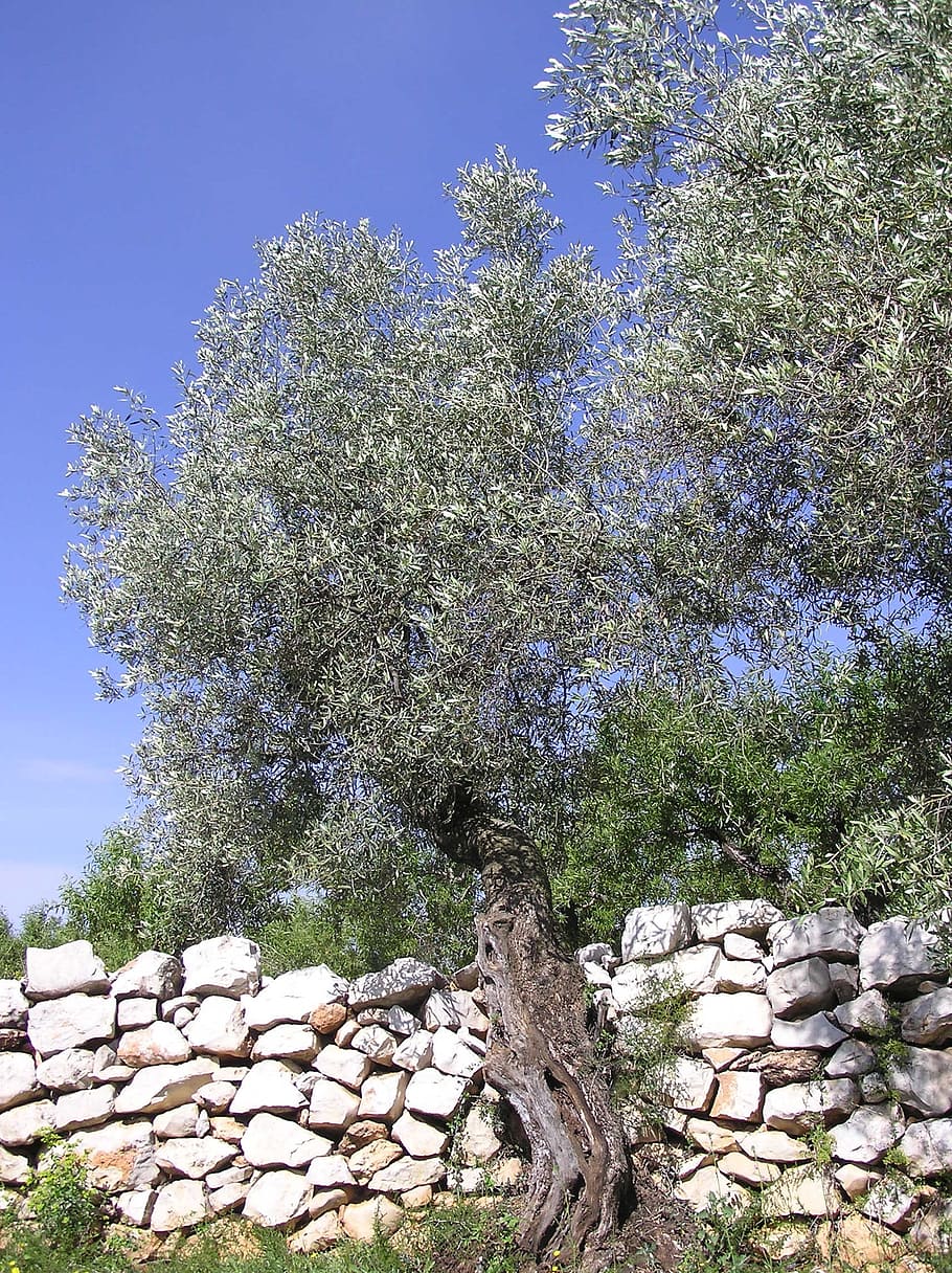 Olive, Trees, Nature, Landscape, Forest, stone - object, stack HD wallpaper