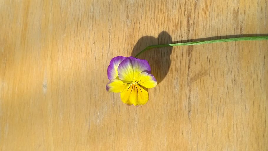 Flower, Pansy, Tree, bright, fragility, petal, freshness, nature HD wallpaper