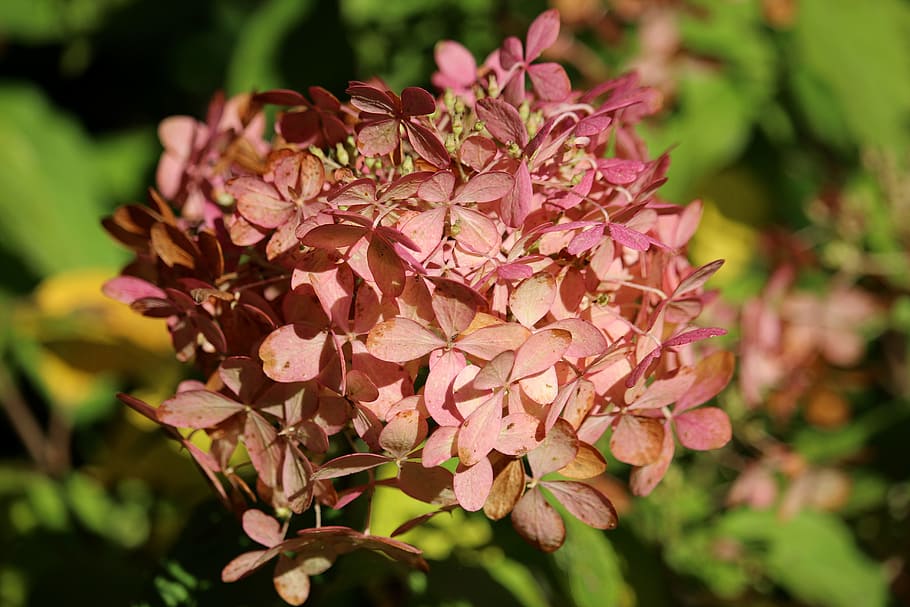 hydrangea, autumn, pink, blossom, bloom, nature, flower, flowering plant HD wallpaper