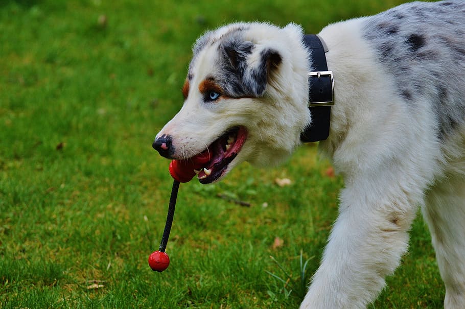 dog, play, meadow, romp, toys, animal, pet, fur, cute, sweet HD wallpaper