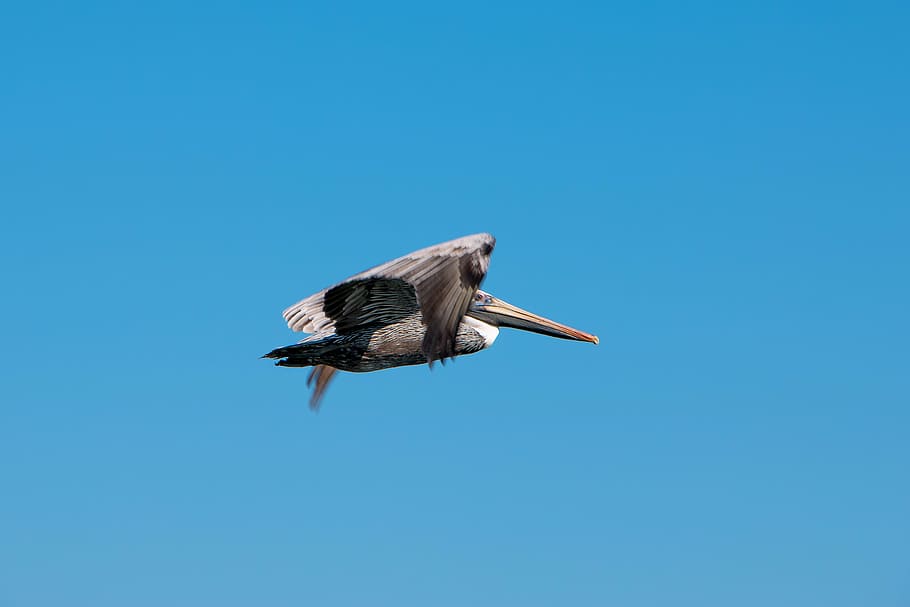 pelican, sky, nature, animal wildlife, animal themes, bird HD wallpaper