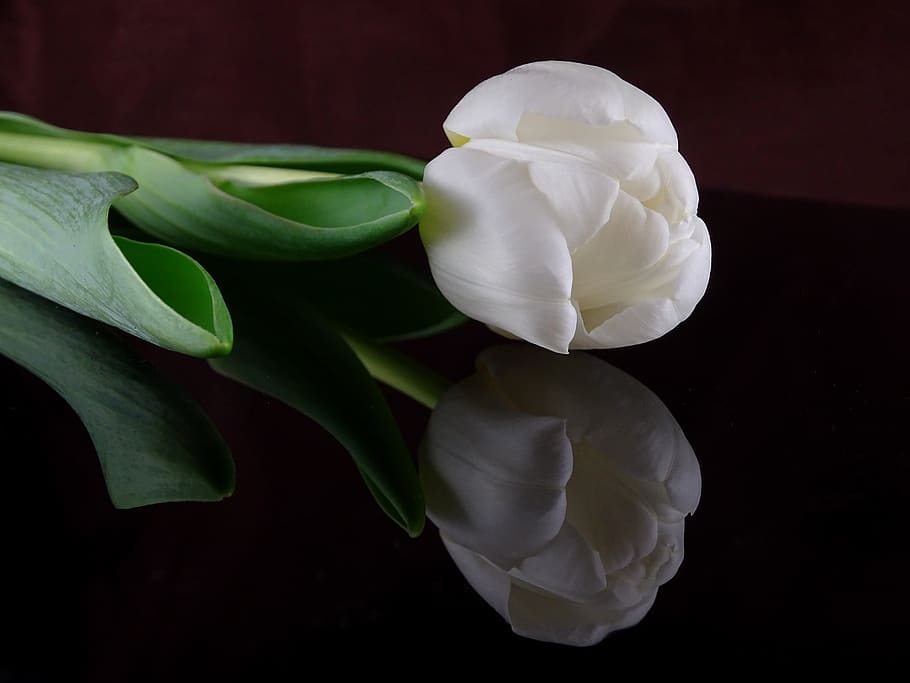 tulip, white, flower, nature, spring, beauty in nature, flowering plant HD wallpaper