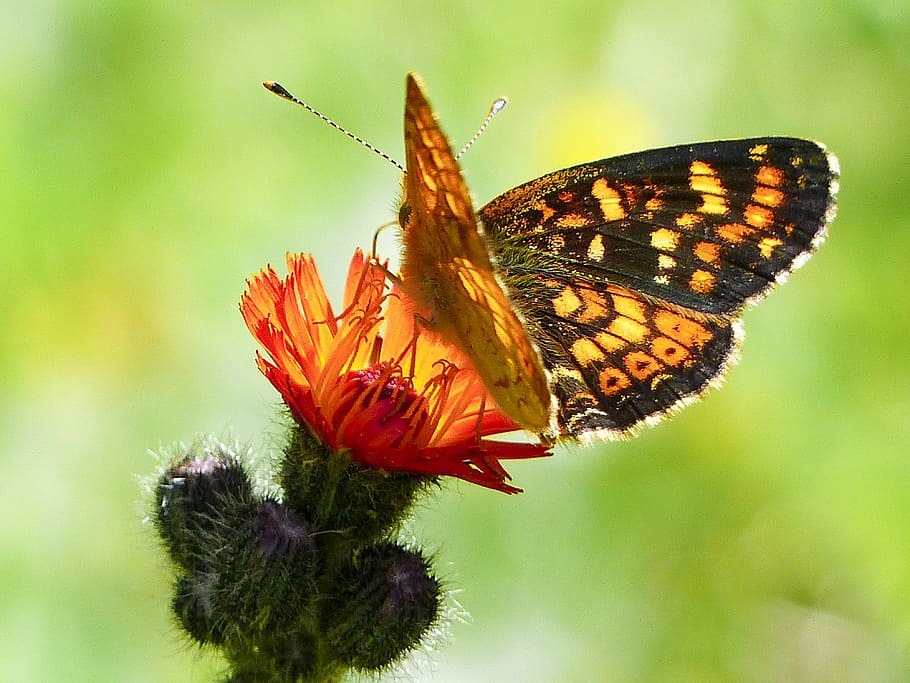 fritillary butterfly perched on red petaled flower in closeup photography HD wallpaper