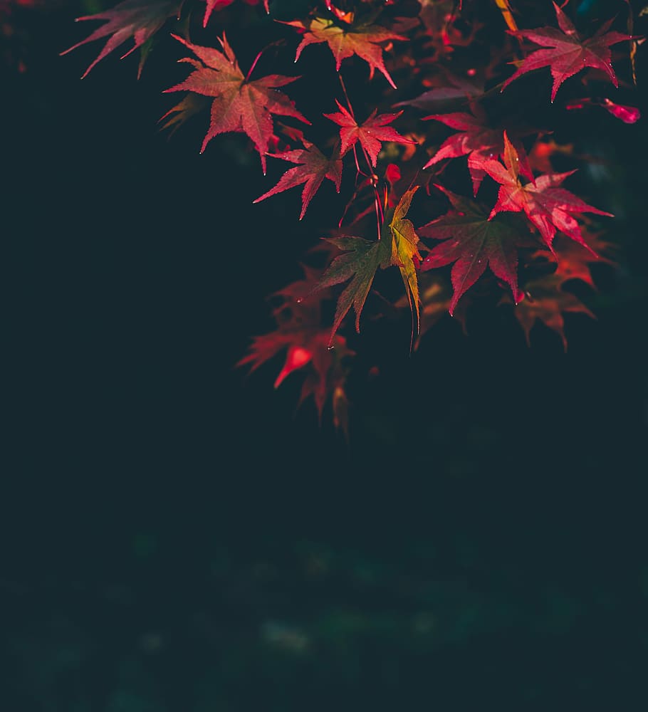red maple leaves photo during night time, autumn, black, brown