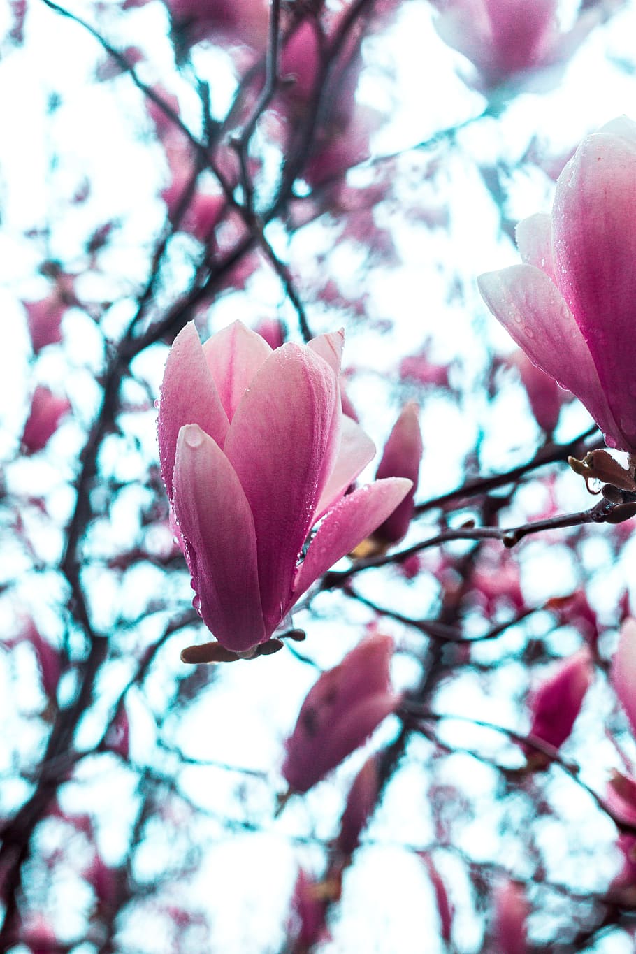pink Magnolia flowers close-up photo, bloom, spring, dissolved HD wallpaper