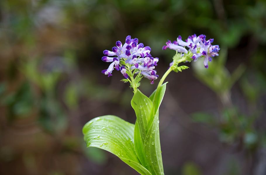 flowers, plants, wildflower, spring, flowering plant, beauty in nature HD wallpaper