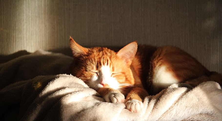 orange tabby cat sleeping, Sleeps, Closeup, Housecat, nicely HD wallpaper