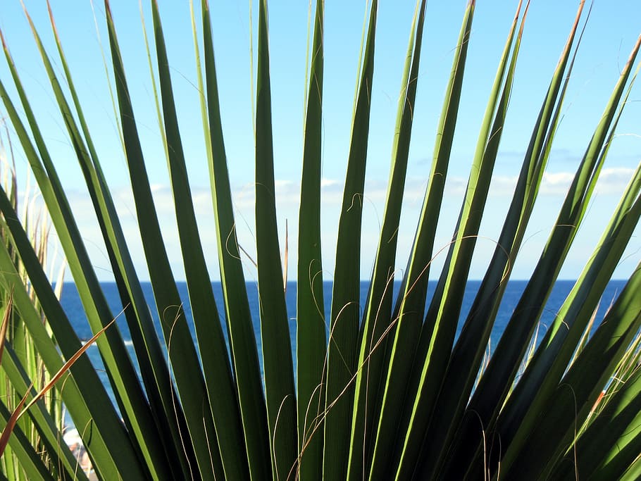 palm, james, prickly, pointed, green, nature, sea, sky, beach HD wallpaper