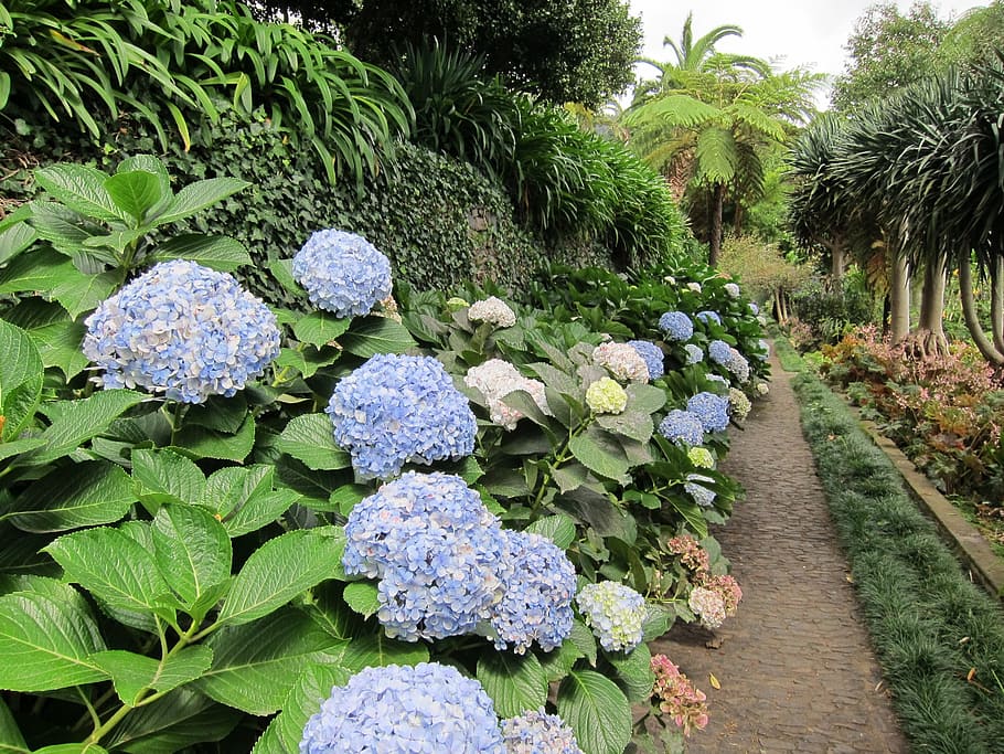 Hortensia, Hydrangea, Flower, Plant, floral, nature, garden, HD wallpaper