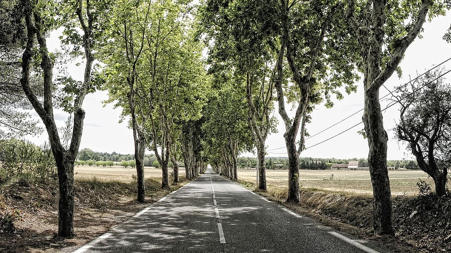 avenue, trees, away, mood, road, france, route, plant, the way forward HD wallpaper