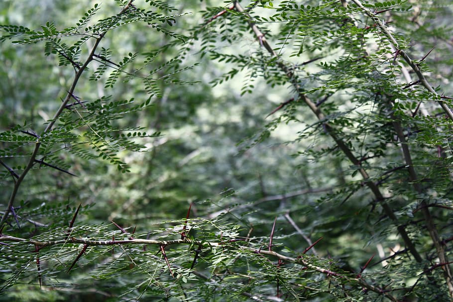 thorns, cruz, grass, plant, tree, forest, growth, land, nature HD wallpaper