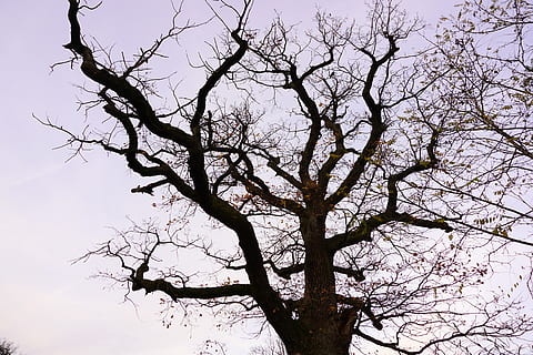 tree, oak, aesthetic, bark, old oak, nature, tribe, german oak HD wallpaper