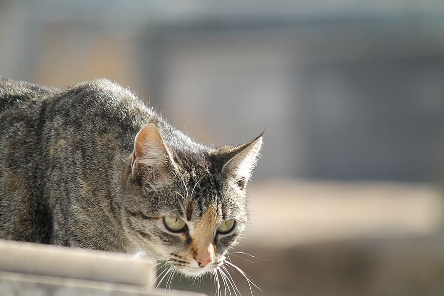 cat, focus, animal, animal themes, mammal, domestic, feline HD wallpaper