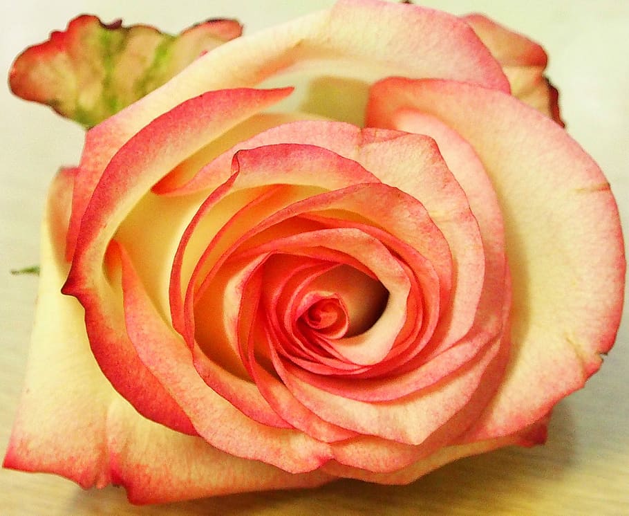 rose, white pink, schnittblume, single flower, pink rose, rose blooms, HD wallpaper