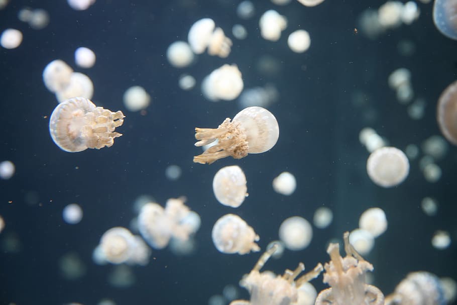 Hd Wallpaper School Of Jelly Fish Jellyfish Underwater Ocean