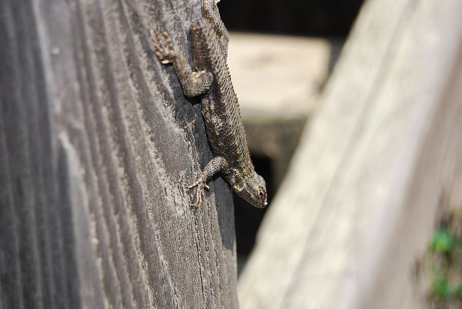 closeup, lizard, nature, rural, fence post, reptile, animals in the wild, HD wallpaper