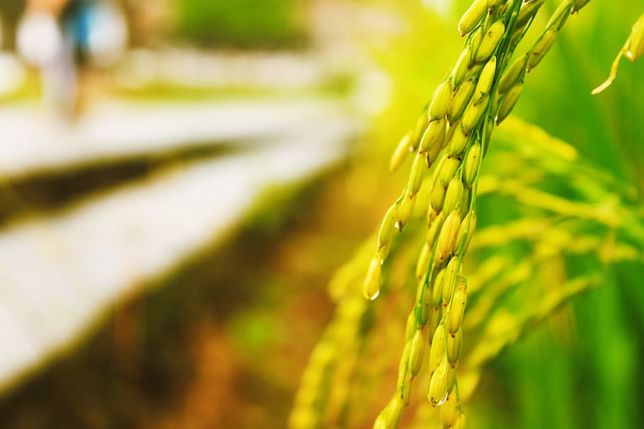 rice, in rice field, agriculture, plant, growth, crop, farm HD wallpaper