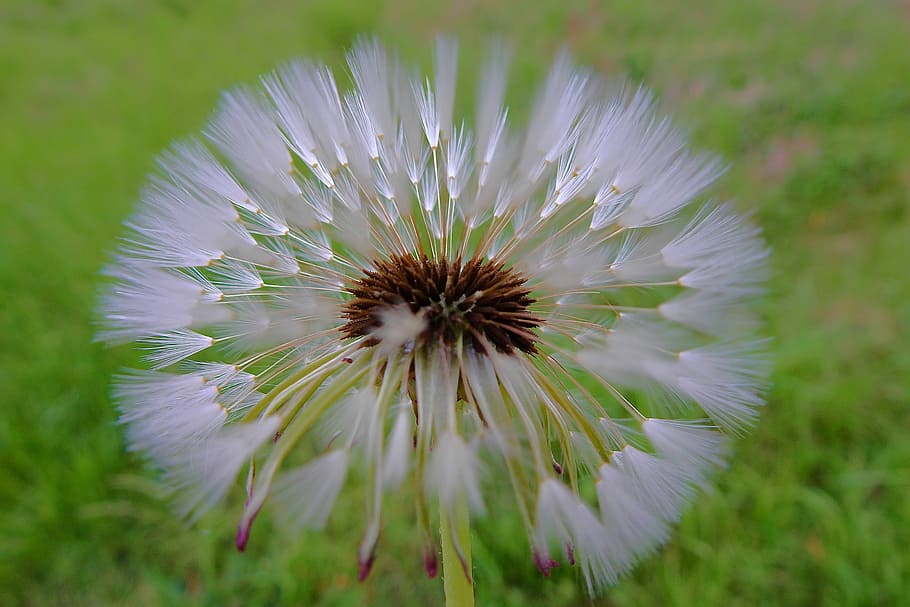 dandelion, spring, sonchus oleraceus, closeup, flower, flowering plant HD wallpaper