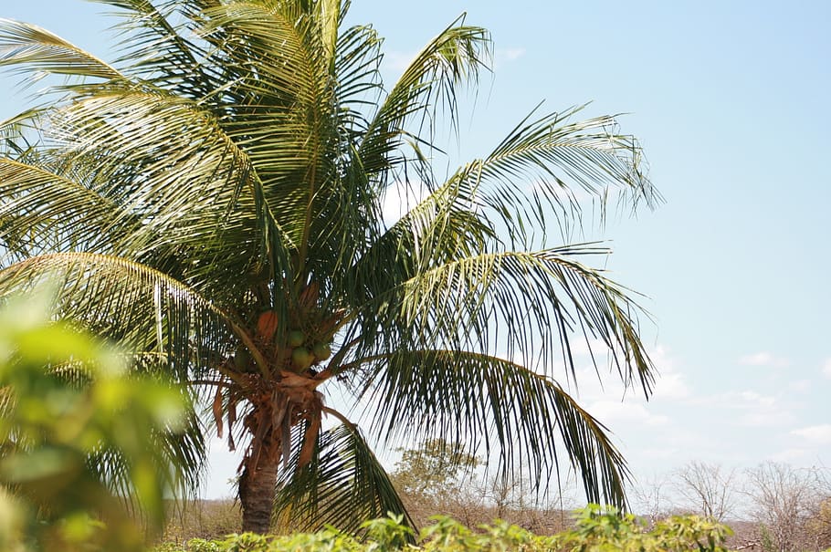 aracaju, beach, afternoon, plant, tree, growth, palm tree, sky HD wallpaper