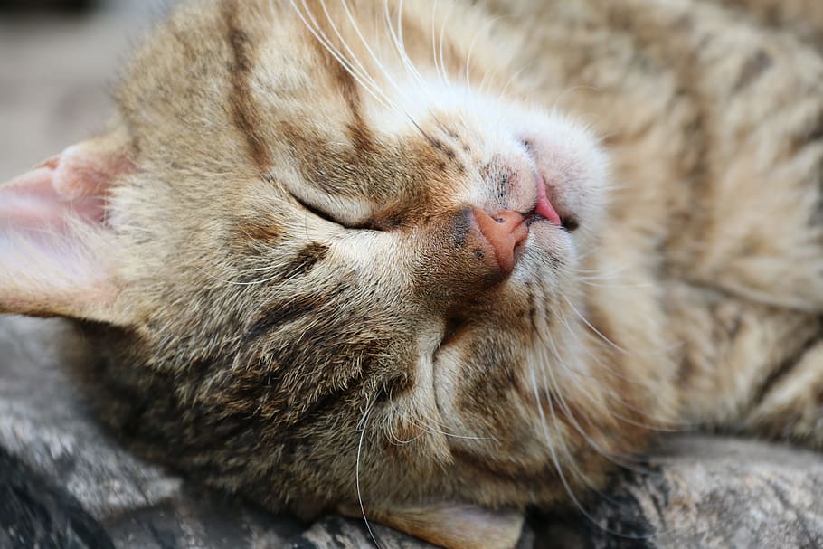 Kitty, Cat, Animal, domestic Cat, pets, cute, fur, mammal, domestic Animals HD wallpaper