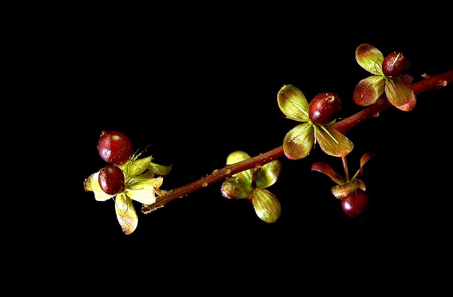 flora, macro, tiny, fruit, food and drink, black background HD wallpaper