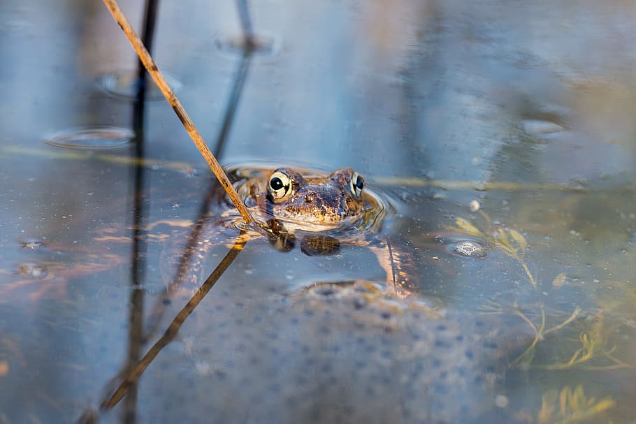 Frog, Spawning, Water, Spring, Nature, watch, protect, one animal HD wallpaper