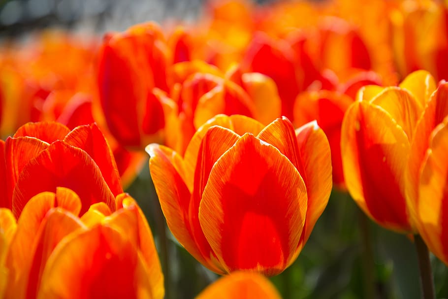 tulip, spring, red flower, petal, nature, freshness, beauty in nature HD wallpaper