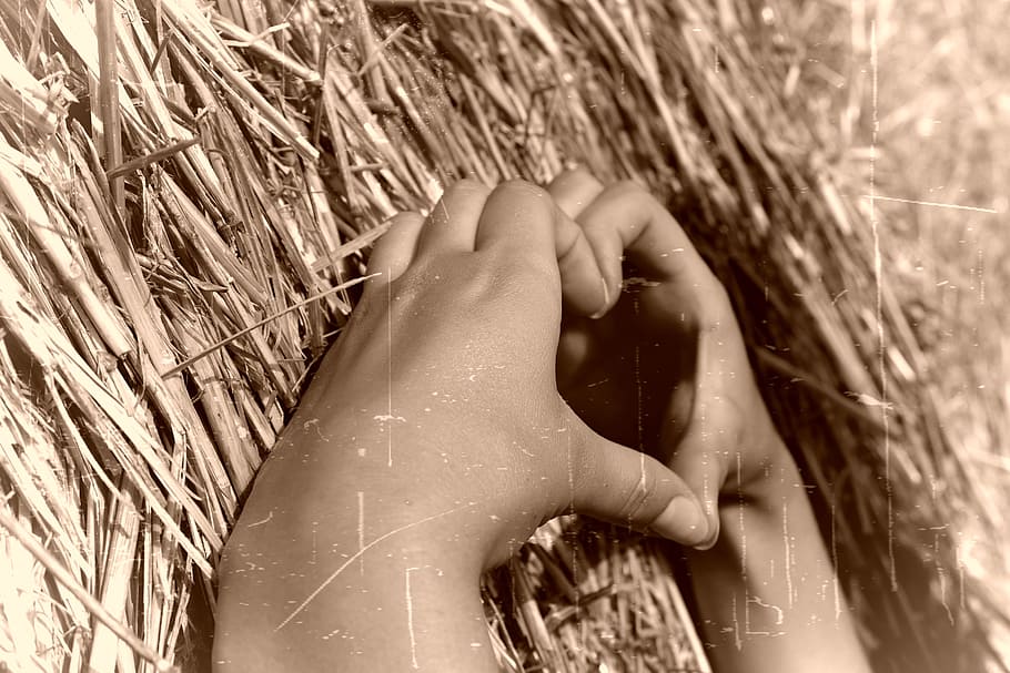 person hands Heart-shape hand formed, love, hay, one woman only HD wallpaper