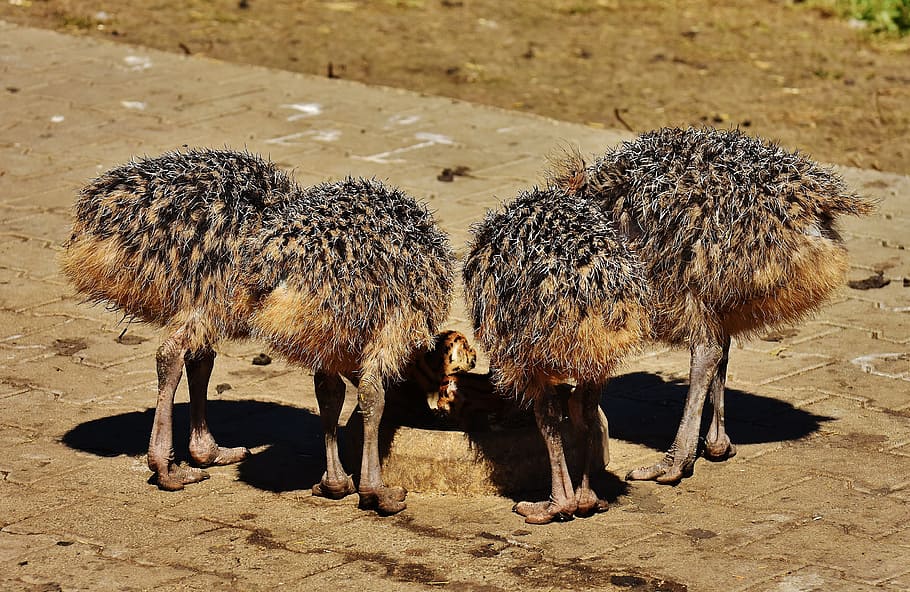 bouquet, young animals, ostrich farm, cute, funny, wildlife photography, HD wallpaper