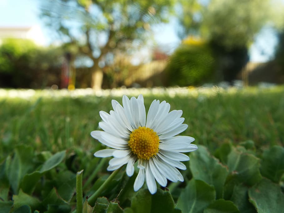 nature, field, garden, grass, bloom, blossom, daisy, flora, flower HD wallpaper