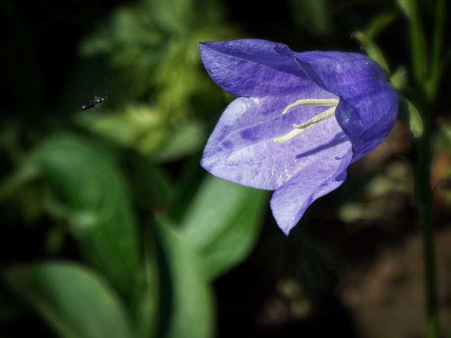 flower, blue, bell, insect, garden, freshness, flowering plant HD wallpaper