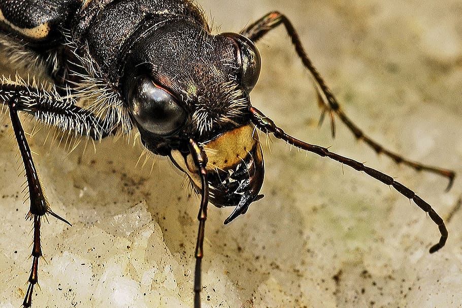 tiger beetle, insect, macro, nature, biology, bug, predatory HD wallpaper