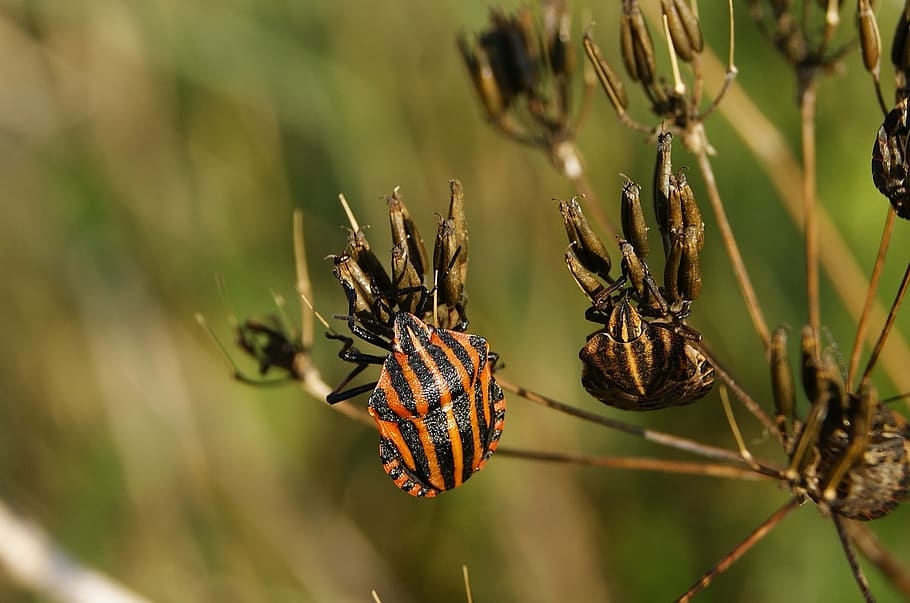 insect, worm, nature, macro, the beetle, grass, wings, closeup HD wallpaper