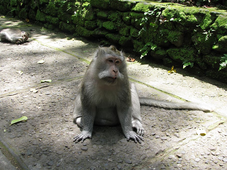 monkey, bali, ubud, indonesia, primate, animal wildlife, animals in the wild HD wallpaper