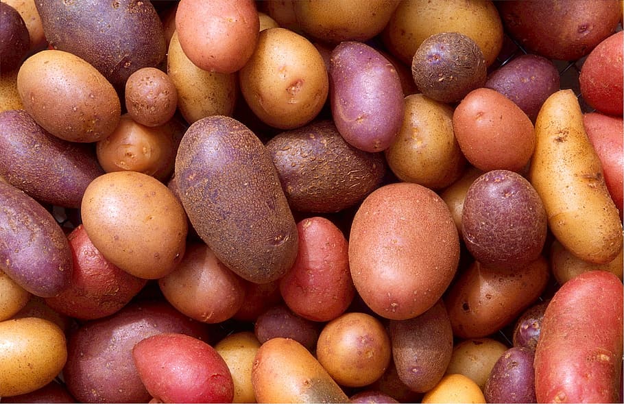 sweet potatoes, varieties, spuds, taters, red, russet, harvest HD wallpaper