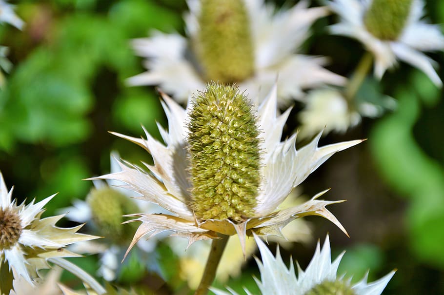 thistle, blue thistle, violet, nature, prickly, faded, flower HD wallpaper