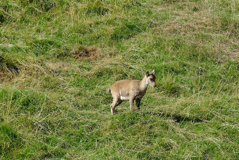 chamois, mountain, animals, mammal, animal themes, grass, plant HD wallpaper