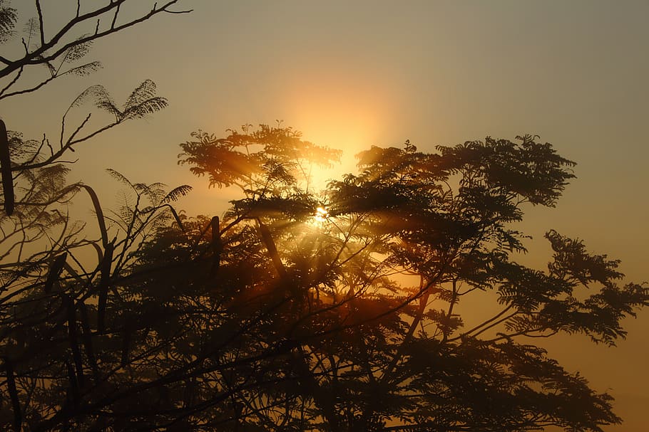 tree, sunrise, silhouette, nature, morning, scene, sunrise landscape HD wallpaper