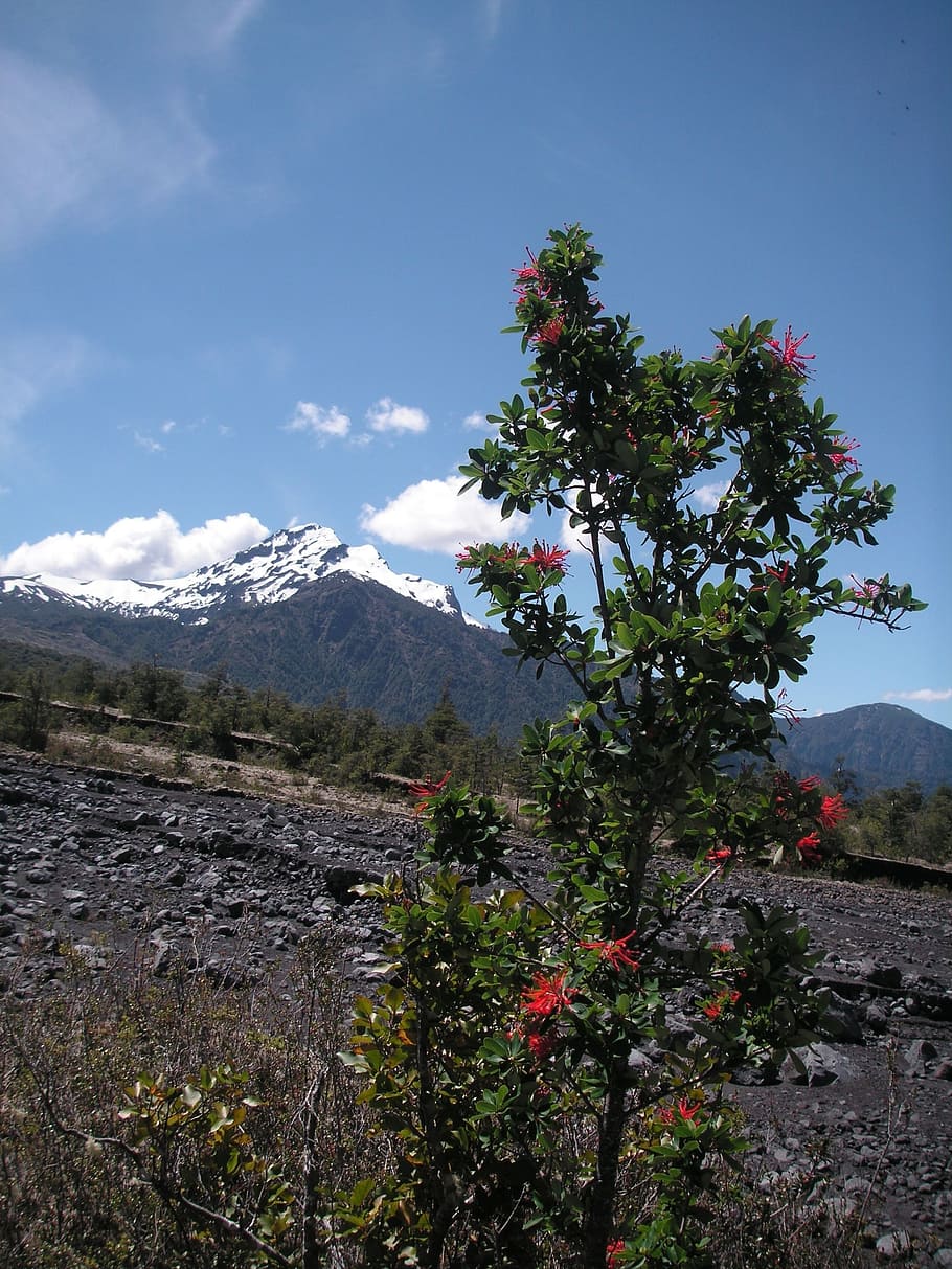 chile, volcano, bush, mountain, beauty in nature, sky, tree HD wallpaper