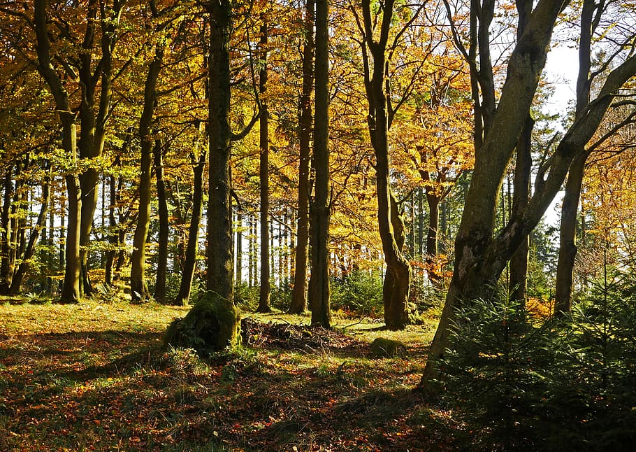autumn forest, the ebbe mountains, sauerland, altitude, northern bright