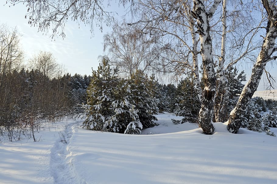in distant bare tree, Snow, Woods, Winter, Tale, Drifts, background HD wallpaper