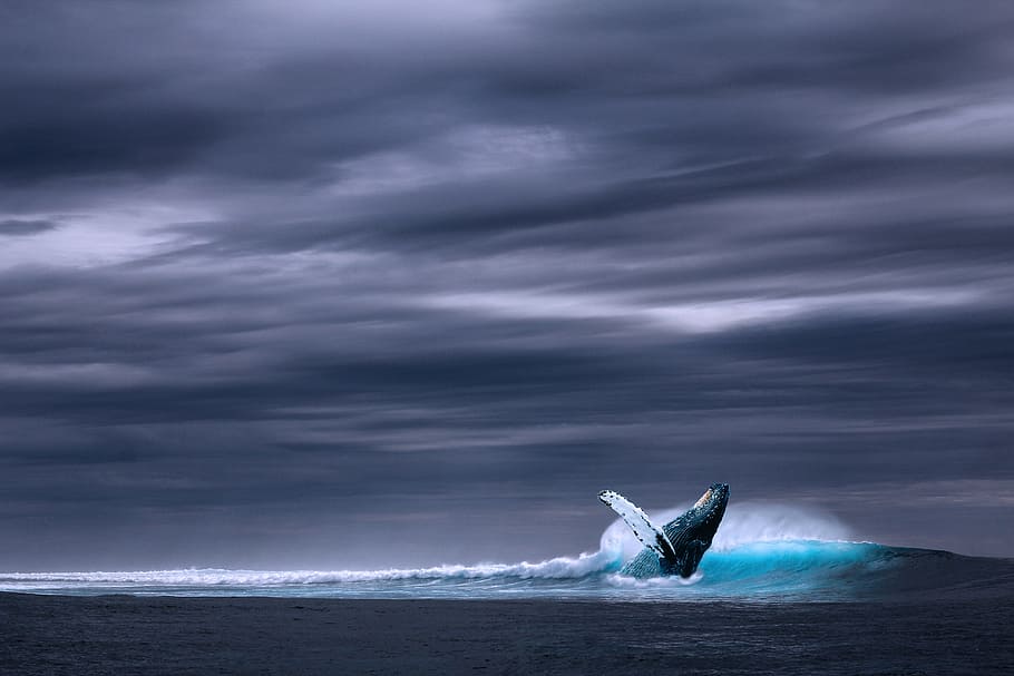 whale jump-out on water painting, ocean, sea, wave, rainy, side, HD wallpaper