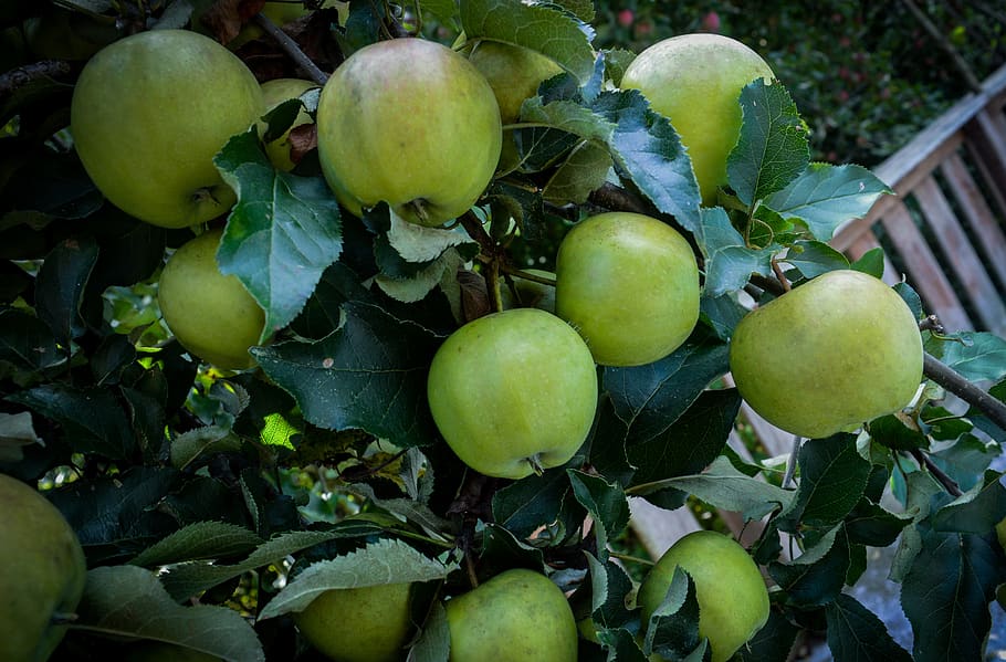 apple, nature, forest, tree, fruit, food, autumn, vitamins HD wallpaper