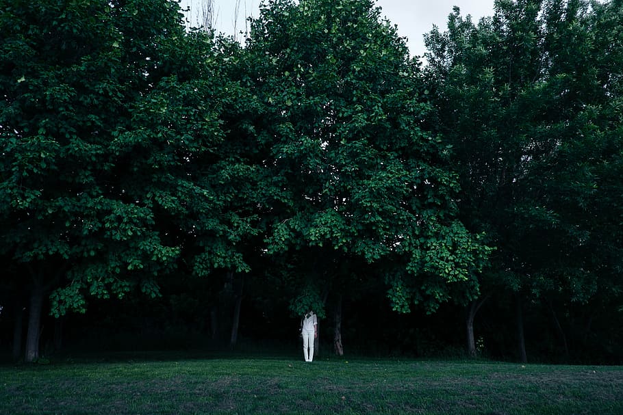 person standing near tree, white, lady, middle, forest, green HD wallpaper