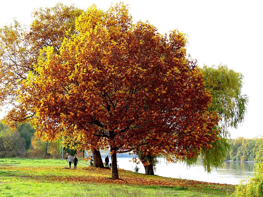 tree, autumn, river, rhine, plant, change, nature, grass, day HD wallpaper