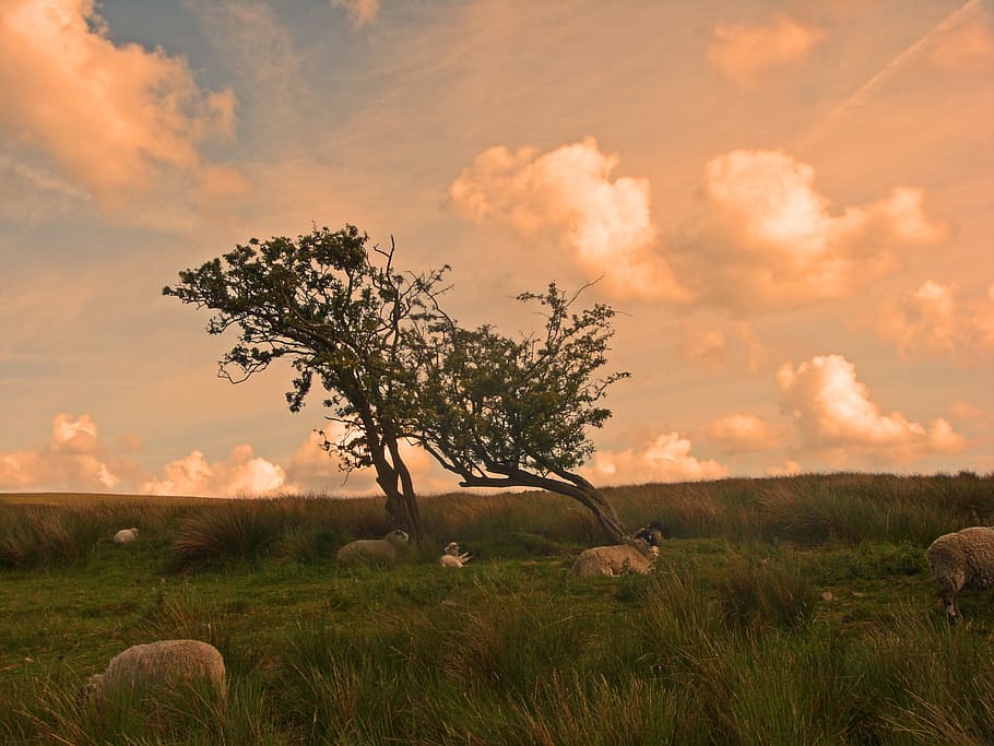Moors, Yorkshire, Sheep, Tree, sky, grass, field, nature, cloud - sky HD wallpaper